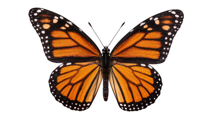 Monarch butterfly with orange black and white wings, isolated on transparent background © Aliona