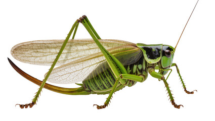 Green katydid insect with large wings and spiky legs © Solene
