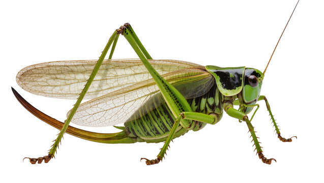 Green katydid insect with large wings and spiky legs