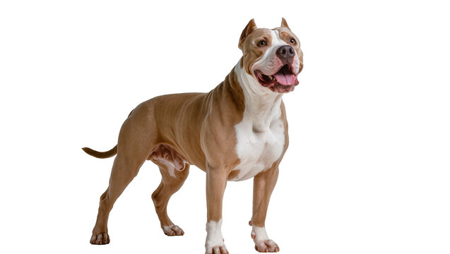 Muscular tan and white American Pit Bull Terrier standing