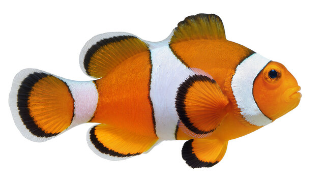 Vibrant orange and white clownfish with black fin edges, isolated on transparent background