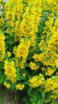 Bright yellow lysimachia flowers blooming in the garden outdoors. Summer garden, beautiful nature, floral background, yellow loosestrife, vertical 