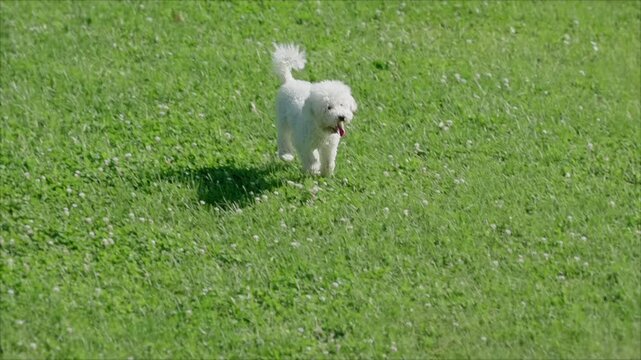 A beautiful small white poodle runs happy through a clearing with grass, in slow motion