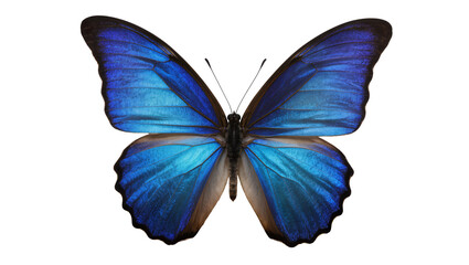 Vibrant blue morpho butterfly with iridescent wings, isolated on transparent background © Sorin