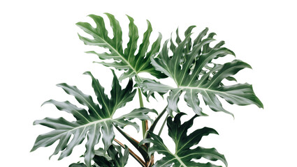 Large green deeply lobed philodendron leaves, isolated on transparent background © Sorin