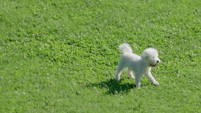 A beautiful small white poodle runs happy through a clearing with grass, in slow motion