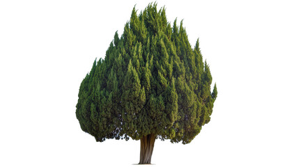 Coniferous evergreen cypress tree with textured bark, isolated on transparent background © Sorin