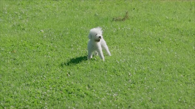 A beautiful small white poodle runs happy through a clearing with grass, in slow motion