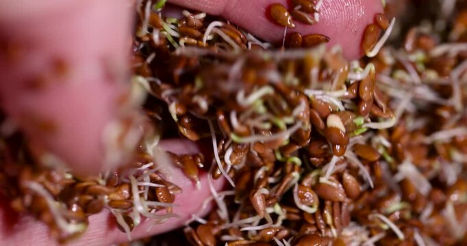 Brown flax seeds at the germination stage, food photo where flax seeds demonstrate a fresh vegetative mass for raw food