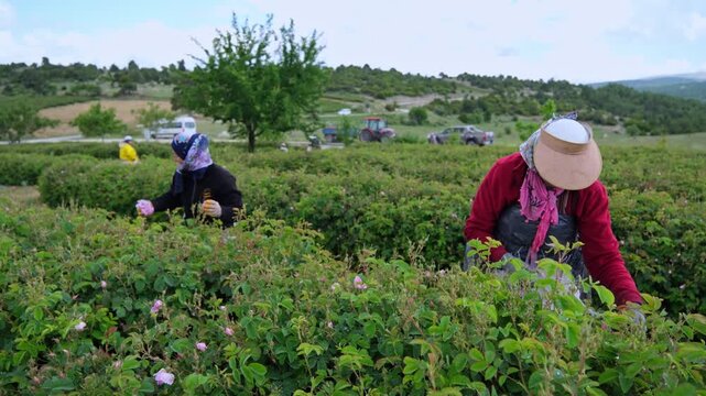 Top-down drone view of long rose garden rows with workers harvesting roses, emphasizing striped field layout, green bushes, soil paths, seasonal labor, and cultivated agricultural production area.