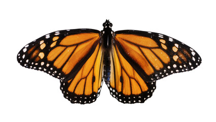 Monarch butterfly with orange black and white patterned wings, isolated on transparent background © Sorin