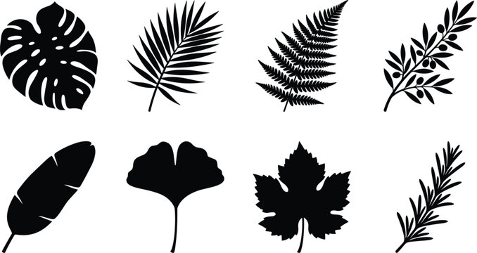 Tropical and Botanical Leaf Silhouette Collection with Palm Fern Monstera Ginkgo and Foliage Vector Set