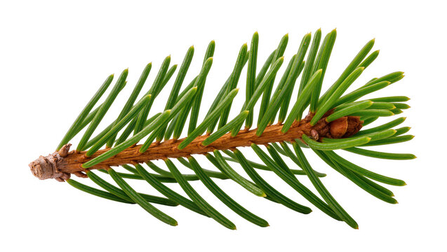 Close-up of a green pine branch with needles and a small cone, isolated on transparent background