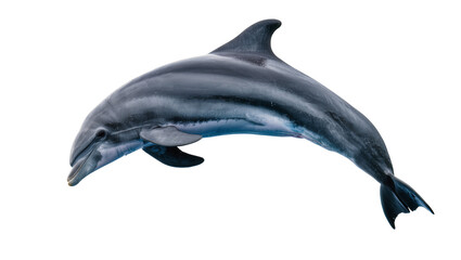 Sleek grey dolphin with dark stripes, isolated on transparent background © Aliona