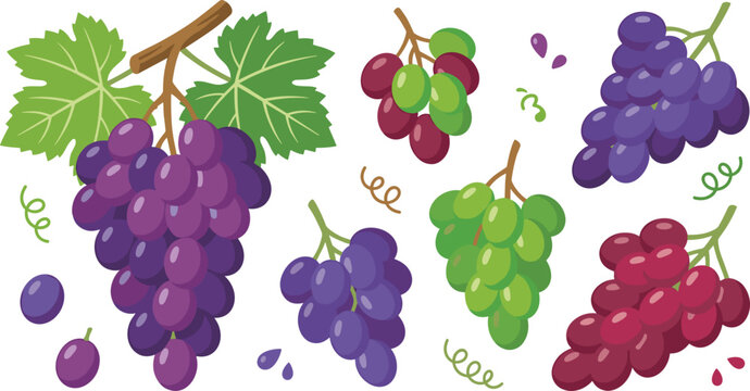Grape fruit vector illustration elements set with red purple green bunches whole berries and vine leaves isolated on white background