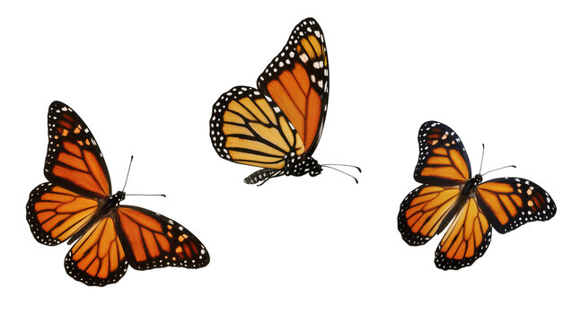 Three monarch butterflies with orange and black wings, isolated on transparent background