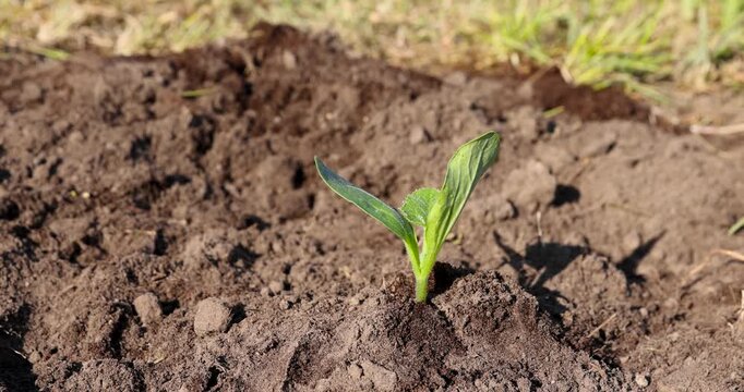 A green pumpkin sprout in a garden bed, a vegetable sprout planted in the open ground in spring