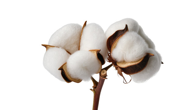 Cotton plant branch with open bolls and fluffy white fibers