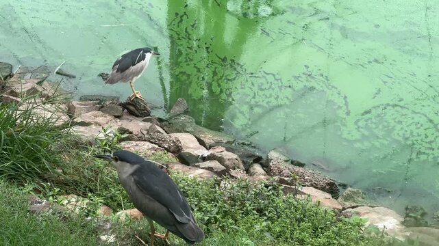 Two Black-crowned Night Herons Hunting Along Pond Edge

