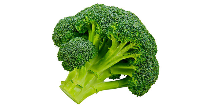 Fresh green broccoli head with thick stem