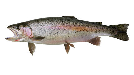Fototapeta premium Rainbow trout fish with open mouth and pink gills