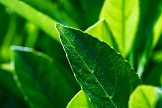 Stunning close-up of a vibrant green cherry laurel leaf (Prunus laurocerasus) glowing in the sunlight. A beautiful botanical texture background highlighting the intricate fresh organic plant details.
