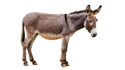 Gray donkey with white muzzle and dark mane standing © Friedrich