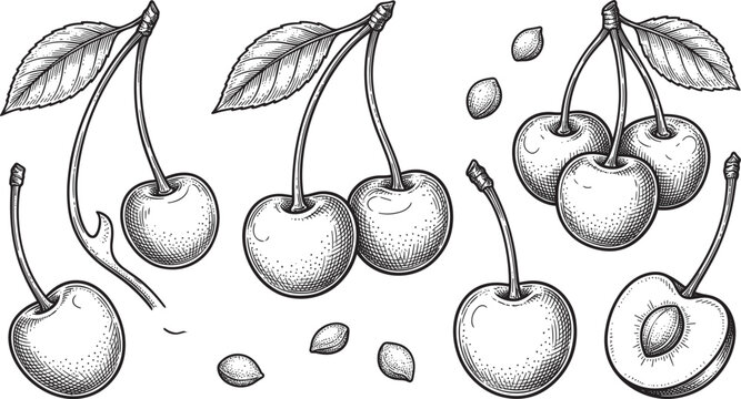 Cherry fruit vector illustration elements set in sketch vintage style with whole berries halves leaves stones isolated on white background