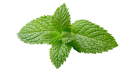 Fresh green mint leaves with serrated edges © Corman