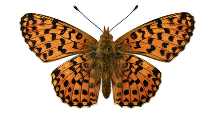 Orange butterfly with black spots and fuzzy brown body © Corman