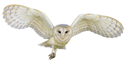 Obraz premium Barn owl with wings spread wide in flight