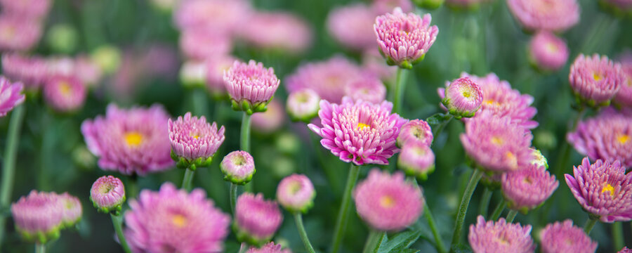 Dense cluster of blooming pink chrysanthemums creates vibrant floral pattern with fresh green foliage. Colorful blossoms and unopened buds form natural background ideal for seasonal botanical themes
