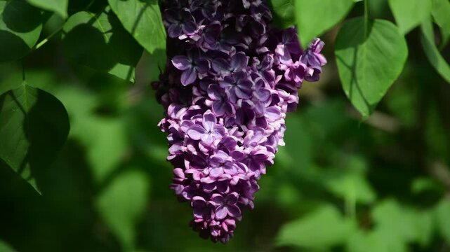 Nice sunny dat 4k macro video of lilac flowers under at Hryshko National Botanical Garden, Kiev, Ukraine	