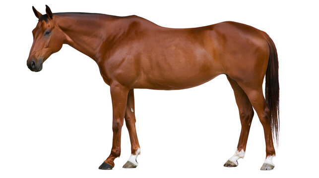 Brown horse with white socks standing
