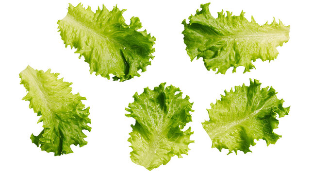 Fresh green lettuce leaves with ruffled edges