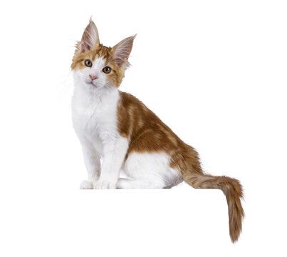 Cute red with white MCO cat kitten, sitting side ways on edge. Looking towards camera. Isolated cutout on a transparent background.