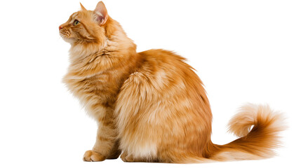 Fluffy orange Maine Coon cat sitting profile view © Femke