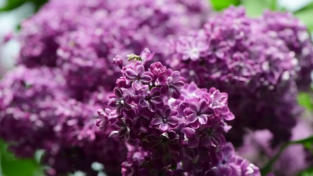 Nice sunny dat 4k macro video of lilac flowers under at Hryshko National Botanical Garden, Kiev, Ukraine	