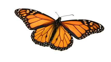 Monarch butterfly with orange wings and black veins © Fried