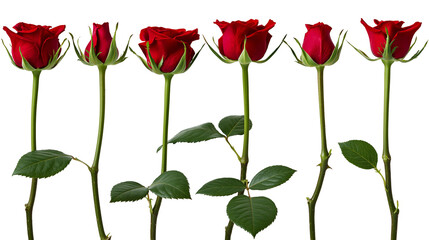Naklejka premium Five red roses with green stems and leaves