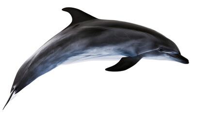 Dolphin swimming sleek body, dark grey and blue tones © Corman