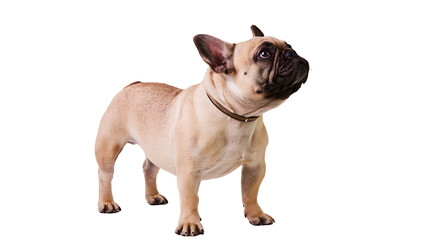 Obraz premium Fawn French Bulldog Standing and Looking Up