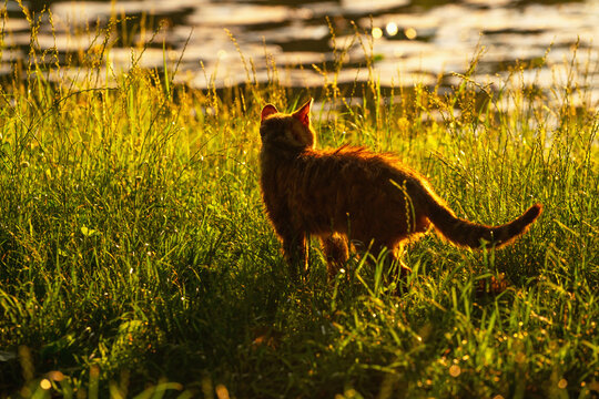 Natural predator instinct captured as a domestic cat hunts in a peaceful outdoor environment.