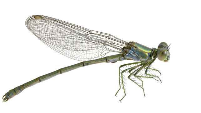 Green damselfly insect with iridescent body and wings