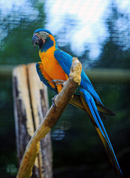 Blue-throated macaw (Ara glaucogularis) perching on a wooden branch. Focus is on the face