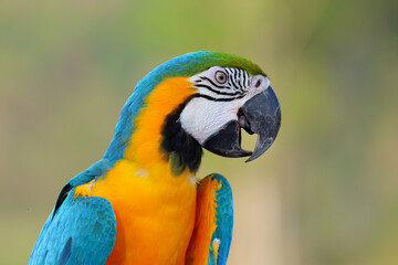 Fototapeta premium Details of the face of a blue and gold macaw with a green nature background.