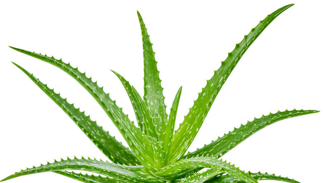 Green Aloe Vera plant with spiky leaves