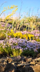 Obraz premium A vibrant field of wildflowers with purple and yellow blooms. The scene captures the beauty of nature in a sunny environment.