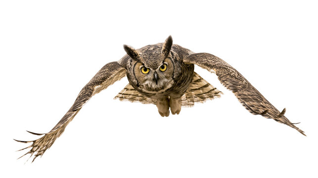 Great Horned Owl flying with wings spread wide