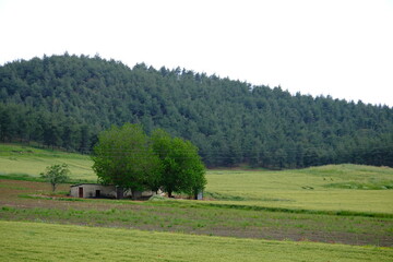 Fototapeta premium a cabin among the greenery 